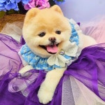 무아몽 해운대 강아지 애견미용