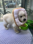 도그메리트 강아지 의정부점