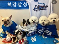 몽구네 애견유치원