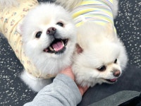 스탠독 반려견유치원&독피트니스