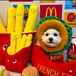 몽구네 애견유치원