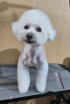 왈왈그루밍