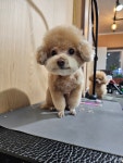 왈왈그루밍