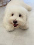 테일러퍼피 창원점
