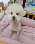 왈왈그루밍