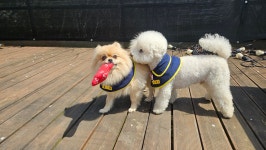 소소하개 애견유치원 애견호텔