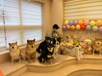 몽구네 애견유치원