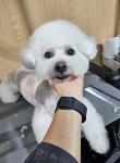 왈왈그루밍