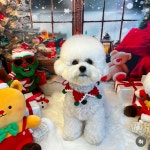 몽구네 애견유치원