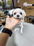 왈왈그루밍