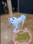 사랑할개 전국 중대형견목욕차