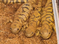 파충류샵 루다렙타일