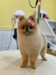 아몽