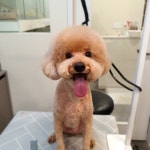 솔리스텔라 애견미용