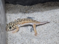 파충류샵 루다렙타일