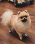딩그루밍