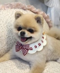 까끄개애견미용