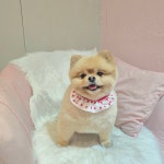 개이쁘댕 애견미용실