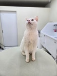 힐스 펫살롱