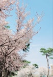 로일당