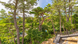 애견풀빌라 포레스트258