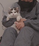 냥블레스유 대구고양이미용