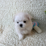 독캣 강아지분양 서울 신림점