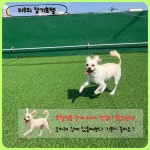 멍머니 2호점 , 애견호텔 , 애견유치원