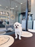 앤더독 반려견미용실