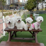 애견유치원&강아지놀이방 멍스윗홈