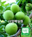 다압매실원