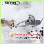 멍머니 2호점 , 애견호텔 , 애견유치원