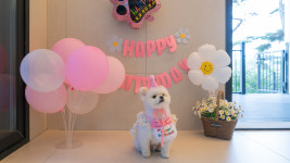 애견풀빌라 포레스트258