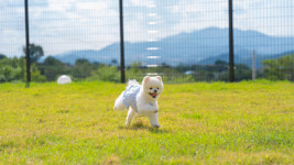 애견풀빌라 포레스트258