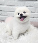 우리몽