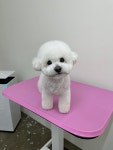 쁘띠멍