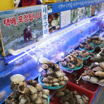 조개나라8호