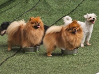 이삭애견훈련소
