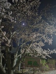 스테이백촌