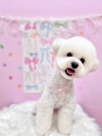퓨어DOG