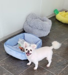 뽀송뽀송 애견미용호텔 / 놀이방