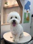 리리디라디독