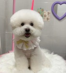 토브네 펫살롱