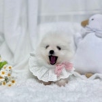 심쿵하개 강아지고양이 분양 강서점