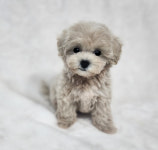 심쿵하개 강아지고양이 분양 강서점