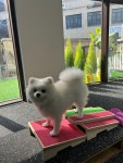 그로운반려견유치원