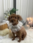 젤리펫살롱with아로마