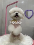 토브네 펫살롱
