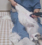 냥블레스유 대구고양이미용