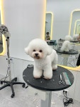 강아지마을